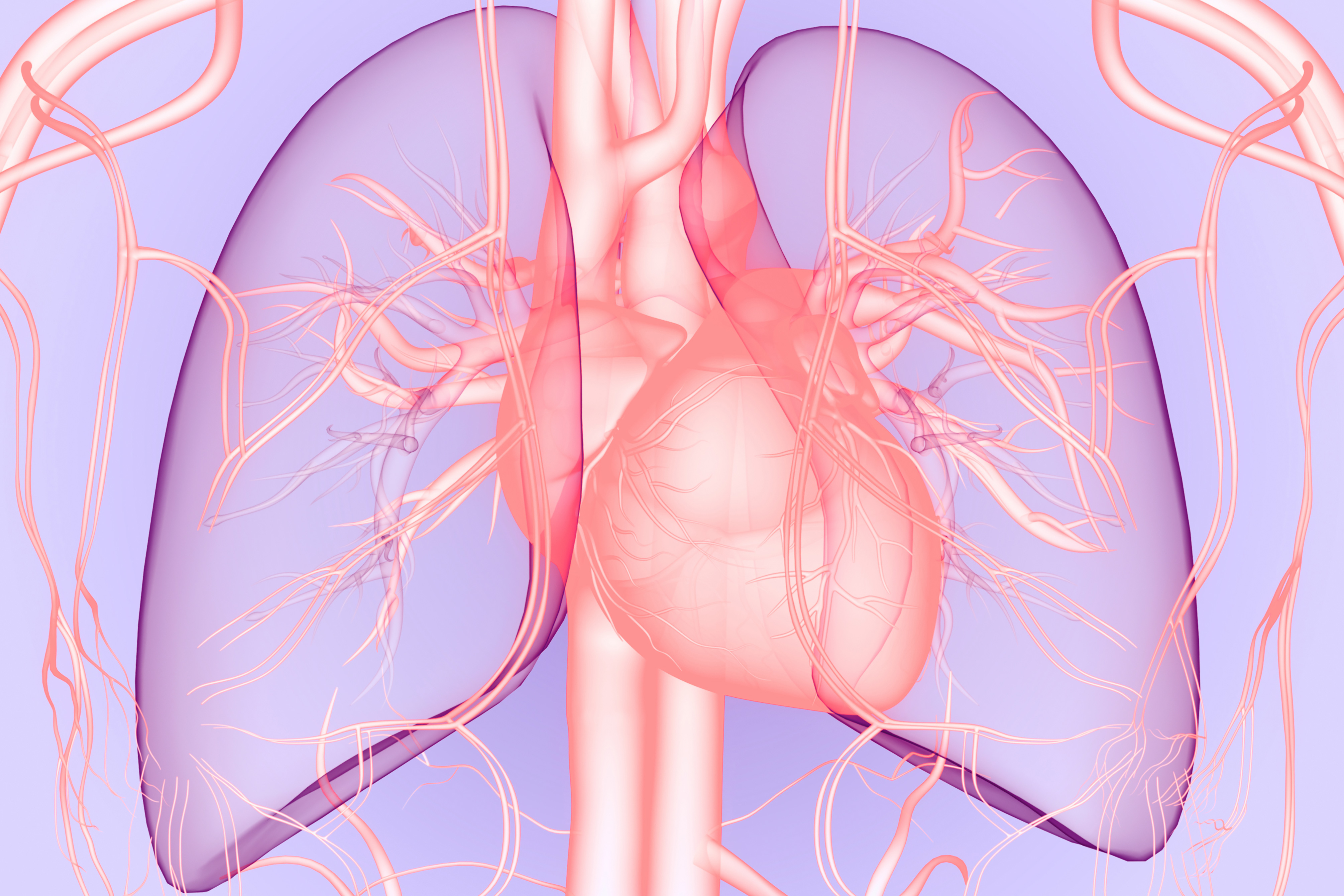 Herz-Kreislauf-Gefäßsystem